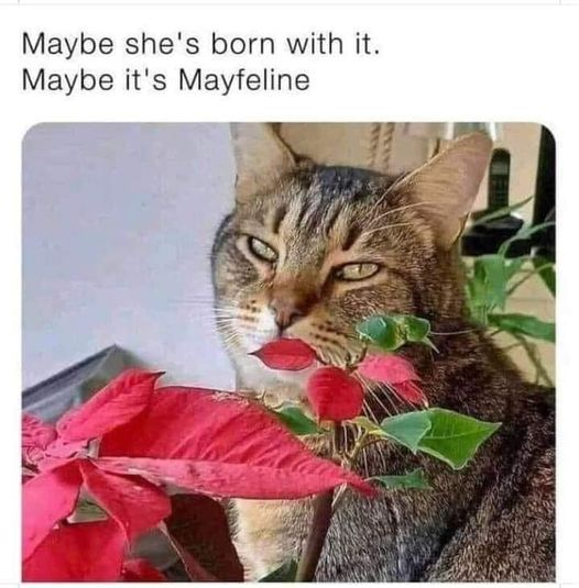 maybe-shes-born-with-maybe-s-mayfeline