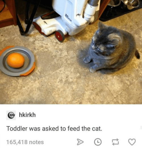 hkirkh-toddler-asked-feed-cat-165418-notes