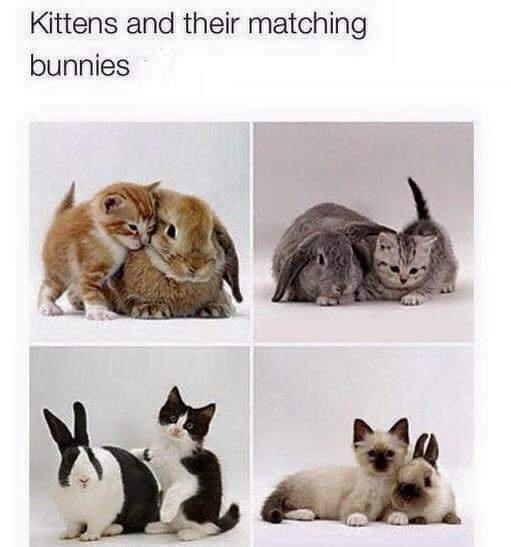 kittens-and-their-matching-bunnies