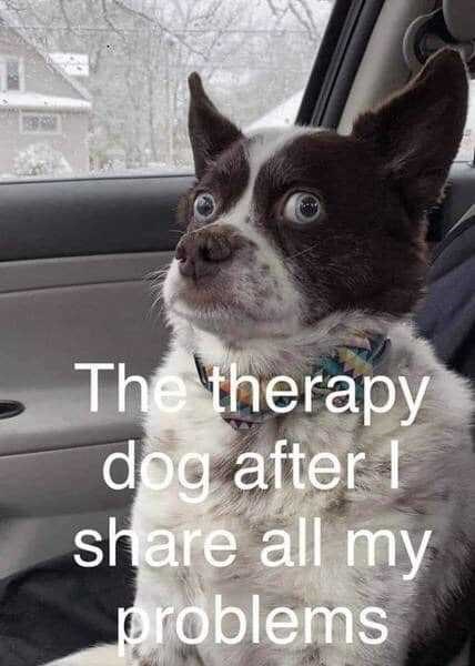 therapy-dog-after-share-all-my-problems