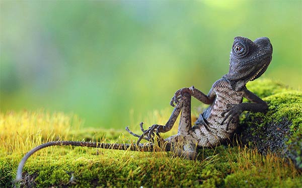 chilled_forest_lizard1.jpg