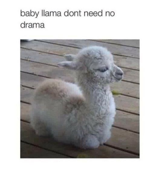 baby-llama-dont-need-no-drama