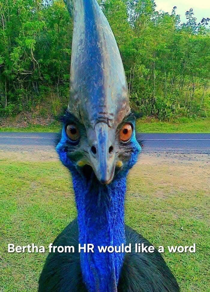 bertha-hr-would-like-word