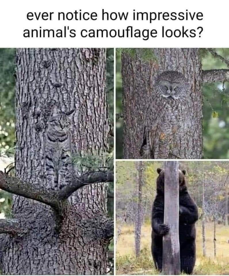ever-notice-impressive-animals-camouflage-looks