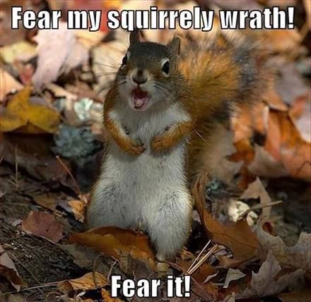 Squirrel-Wrath.jpg