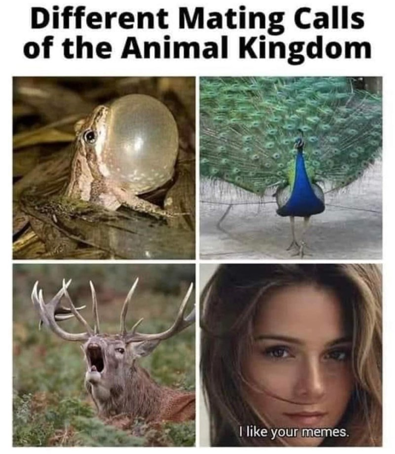 different-mating-calls-animal-kingdom-like-memes