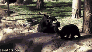 bear-cubs-have-a-cuddle-puddle