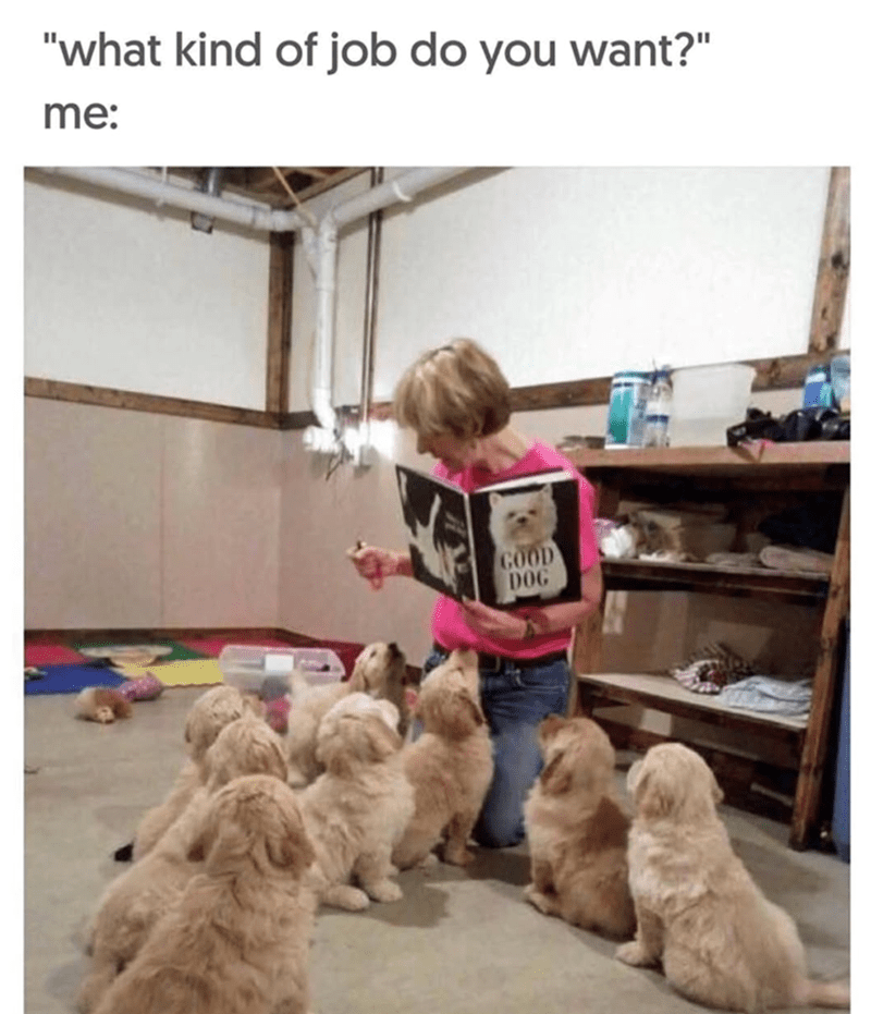 kind-job-do-want-good-dog