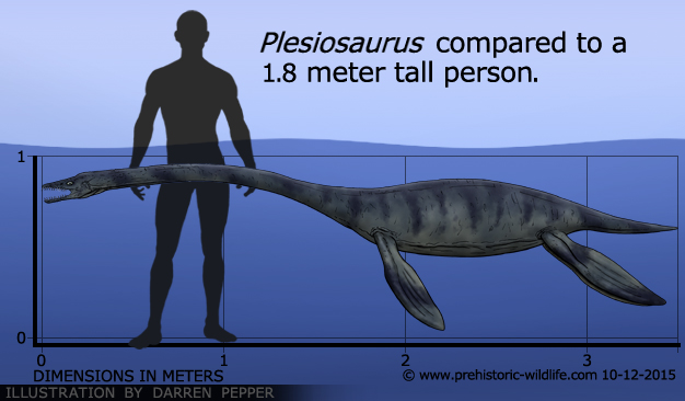 plesiosaurus-size.jpg