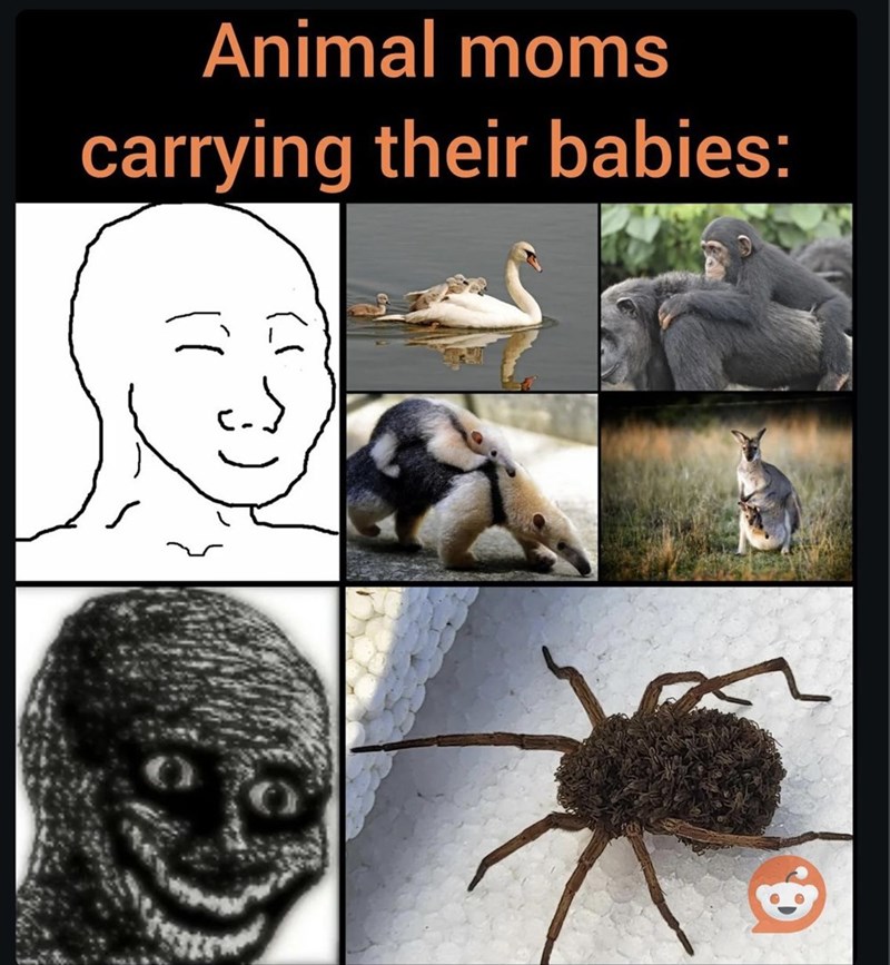 animal-moms-carrying-their-babies