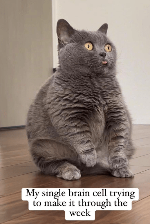 my-single-brain-cell-trying-make-through-week