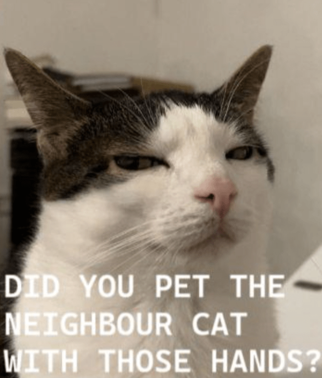 did-pet-neighbour-cat-with-those-hands