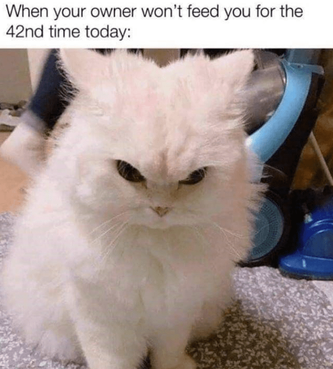 owner-wont-feed-42nd-time-today