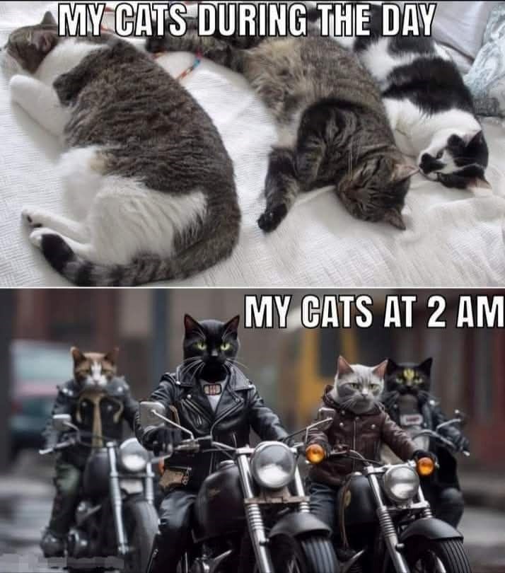 my-cats-during-day-my-cats-at-2-am