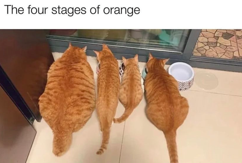 four-stages-orange