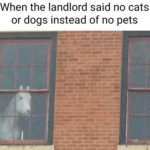 landlord-said-no-cats-or-dogs-instead-no-pets