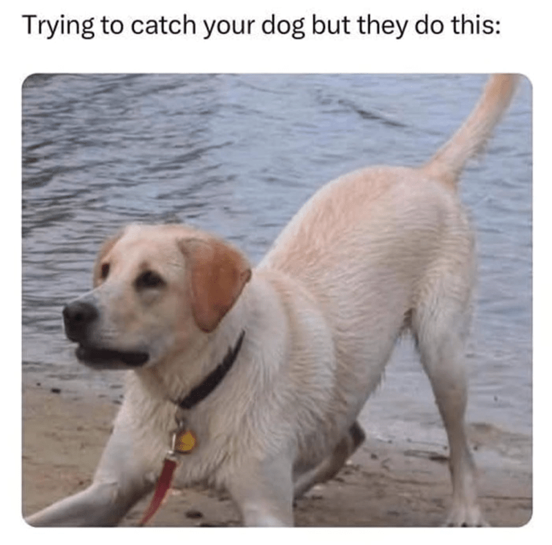 trying-catch-dog-but-they-do-this
