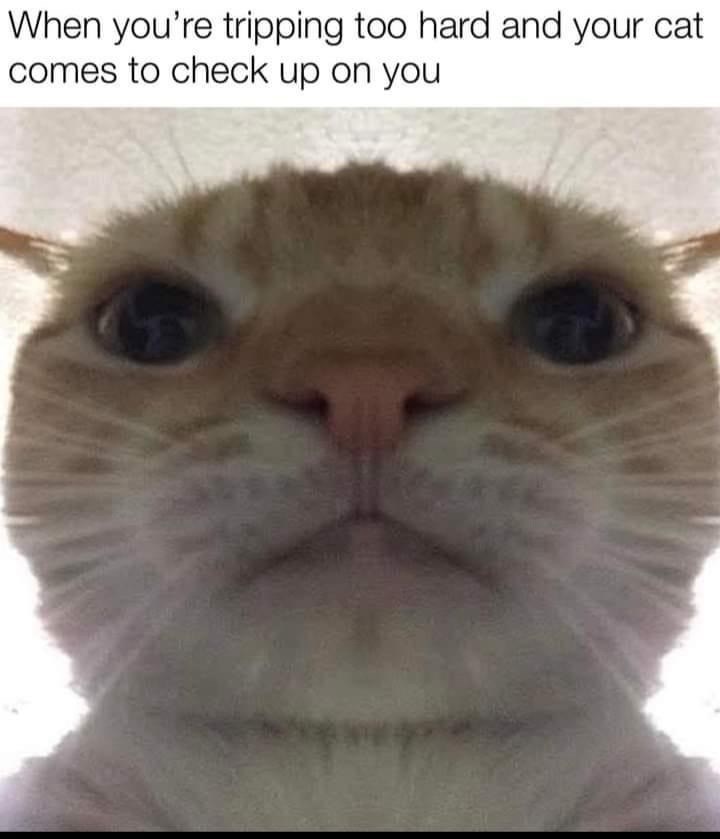 tripping-too-hard-and-cat-comes-check-up-on