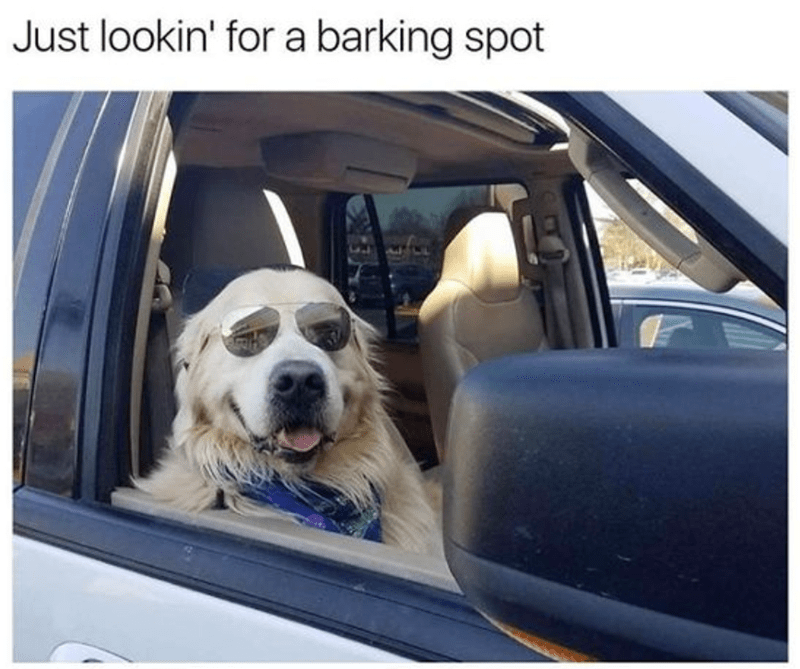 just-lookin-barking-spot