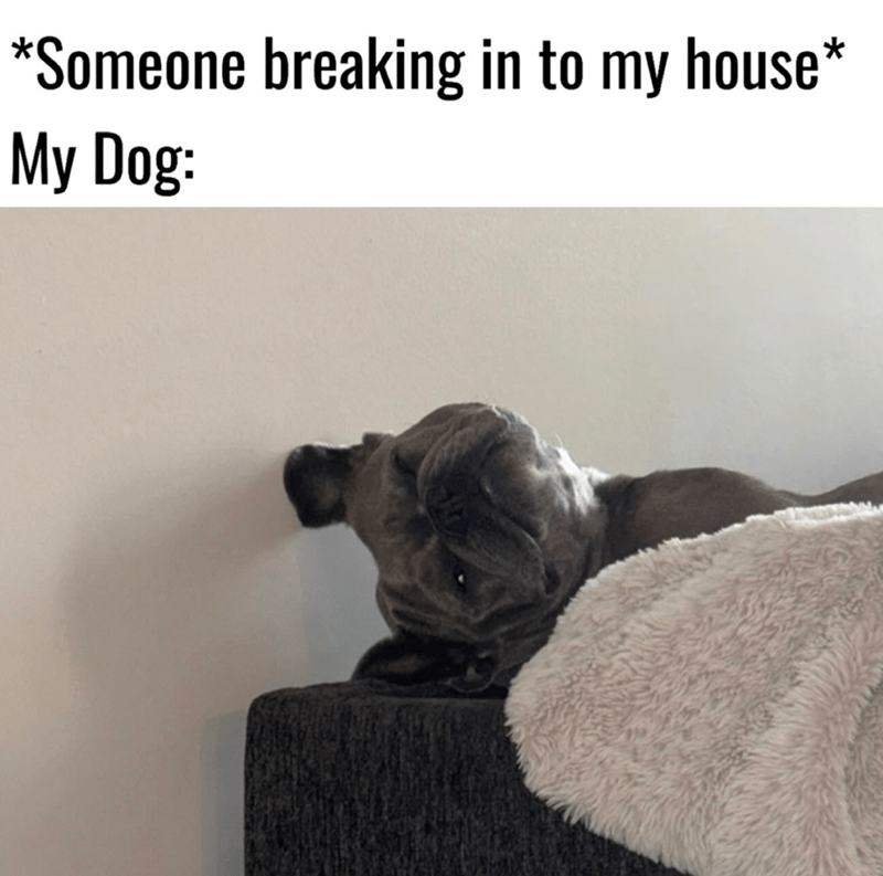 someone-breaking-my-house-my-dog