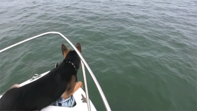 i-wanna-swim-with-dolphins