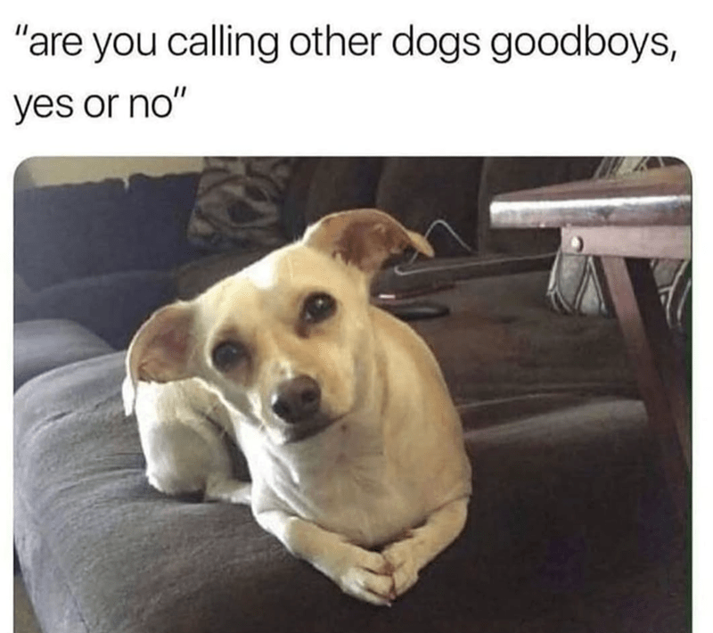 are-calling-other-dogs-goodboys-yes-or-no