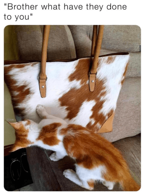 brother-have-they-done