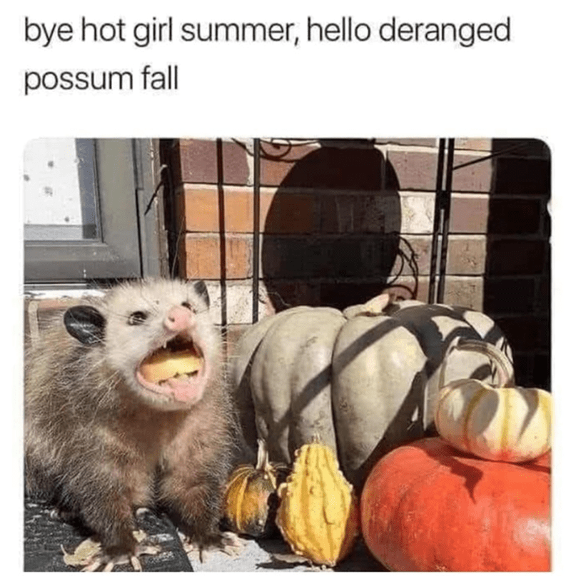 bye-hot-girl-summer-hello-deranged-possum-fall