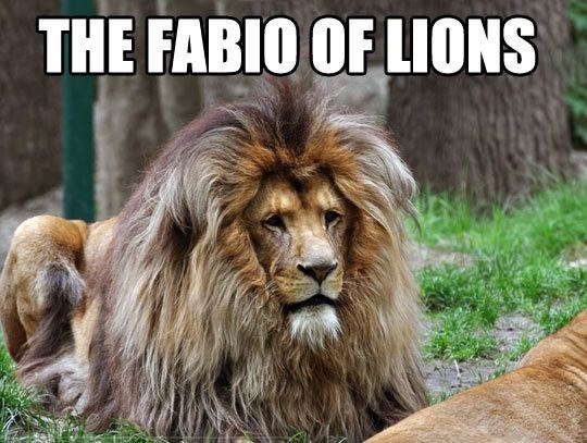 funny-lions-lion-the-fabio-of-lions
