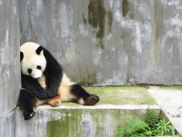 sad-lonely-sleeping-panda-bear-600nw-1565814979.jpg