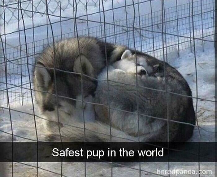 safest-pup-world-boredpandacom