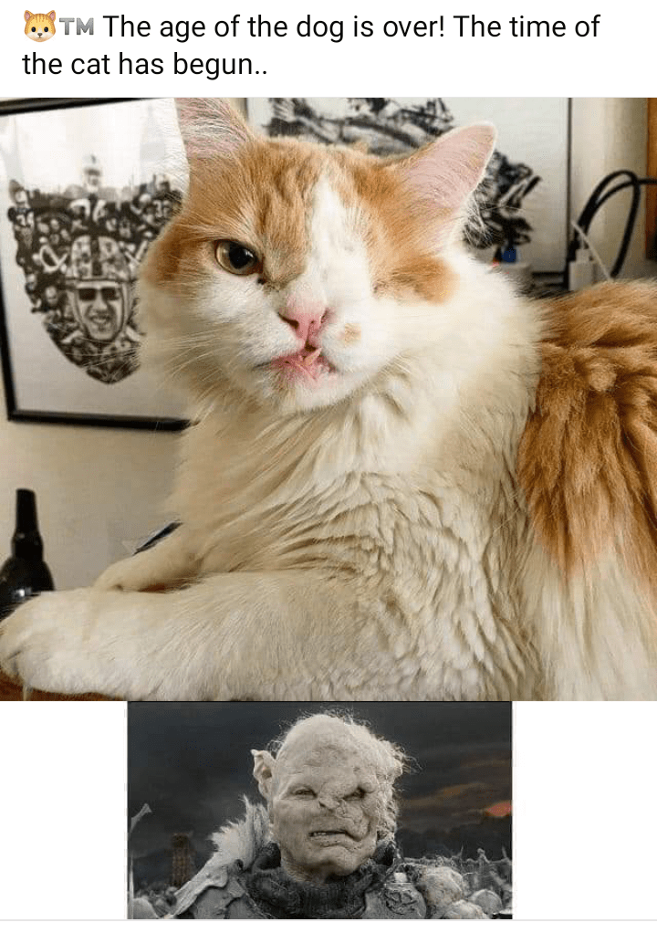 tm-age-dog-is-over-time-cat-has-begun