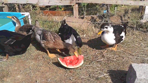 ducks-and-watermelon