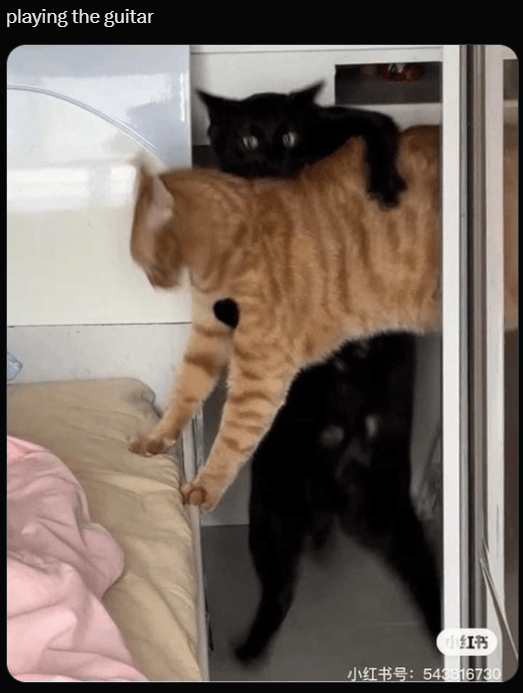 playing-guitar-543816730