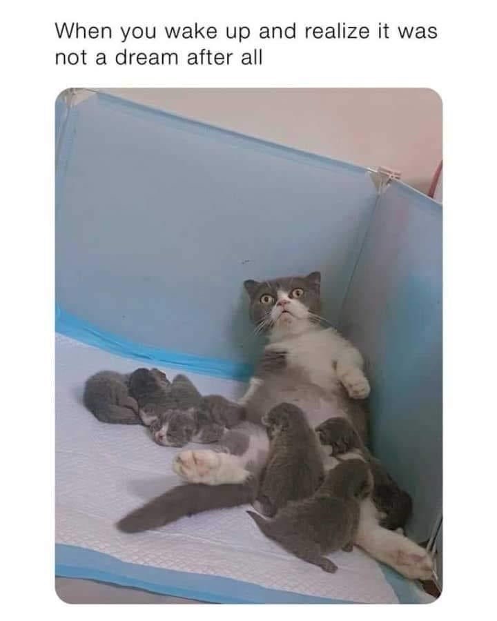 wake-up-and-realize-not-dream-after-all