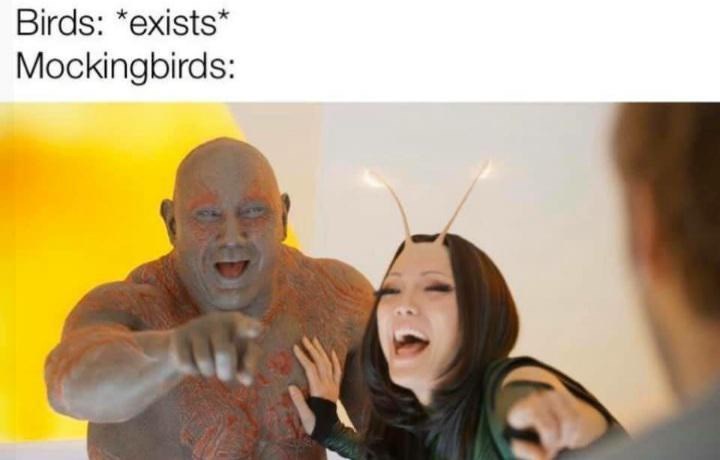 birds-exists-mockingbirds