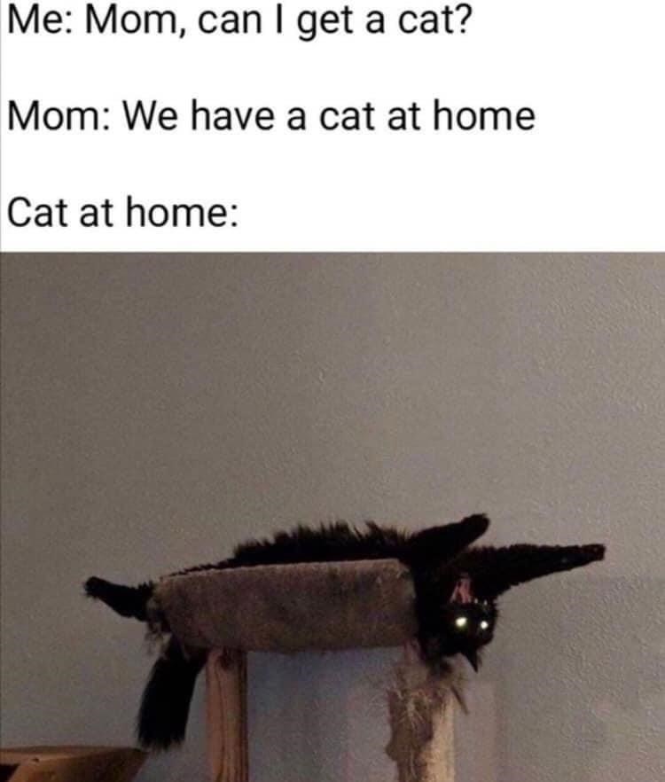 mom-can-get-cat-mom-have-cat-at-home-cat-at-home