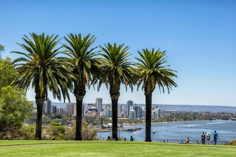 palm-trees-in-Perth-Australia.jpg