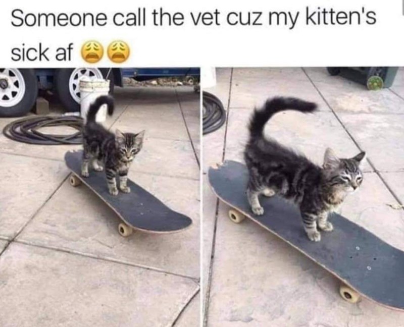 someone-call-vet-cuz-my-kittens-sick-af
