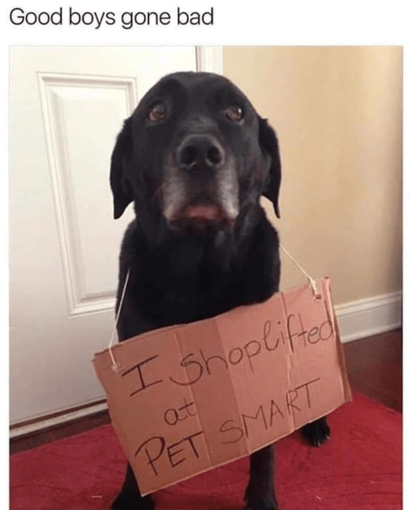 good-boys-gone-bad-shoplifted-at-pet-smart