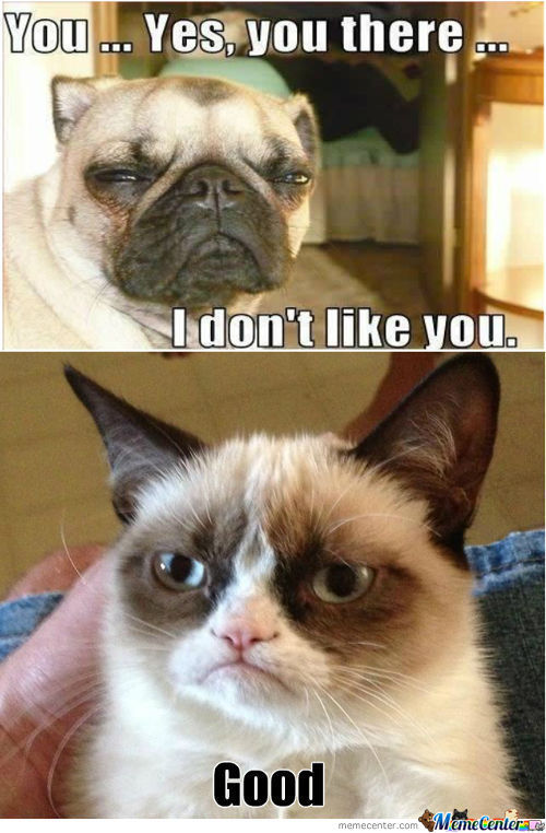 1172696880-grumpy-dog-vs-grumpy-cat-take-2_c_938108.jpg