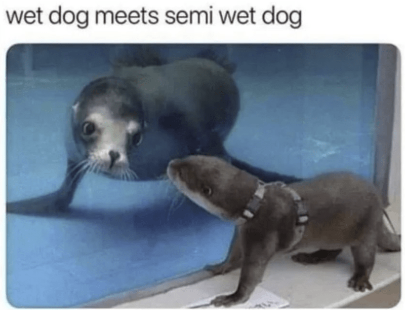 wet-dog-meets-semi-wet-dog