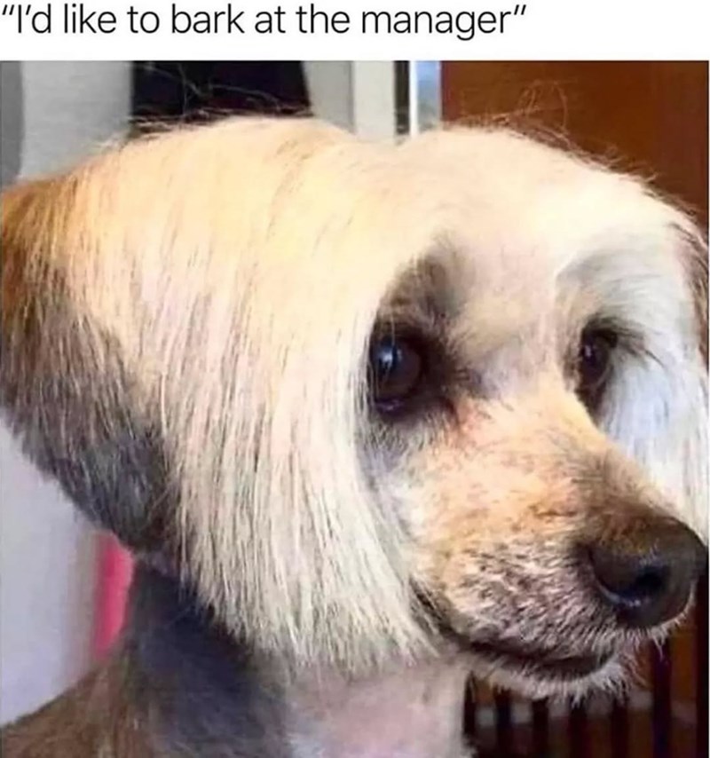 like-bark-at-manager