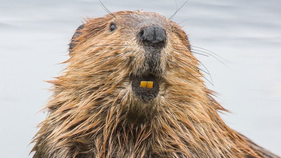 _128490887_beaver_getty.jpg