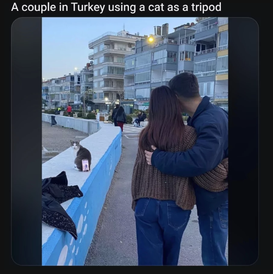 couple-turkey-using-cat-as-tripod