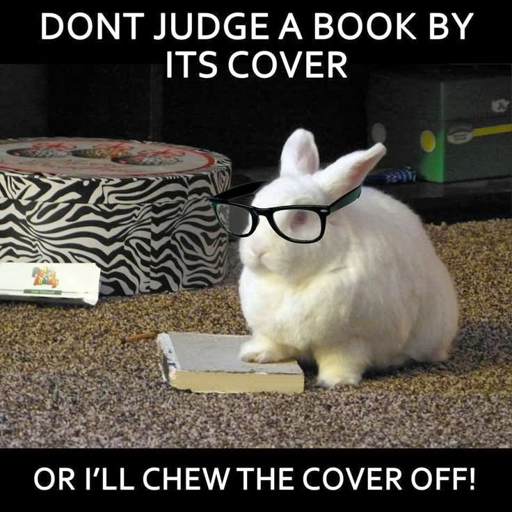 Funny-Rabbit-Meme-Dont-Judge-A-Book-By-Its-Cover-Image.jpg