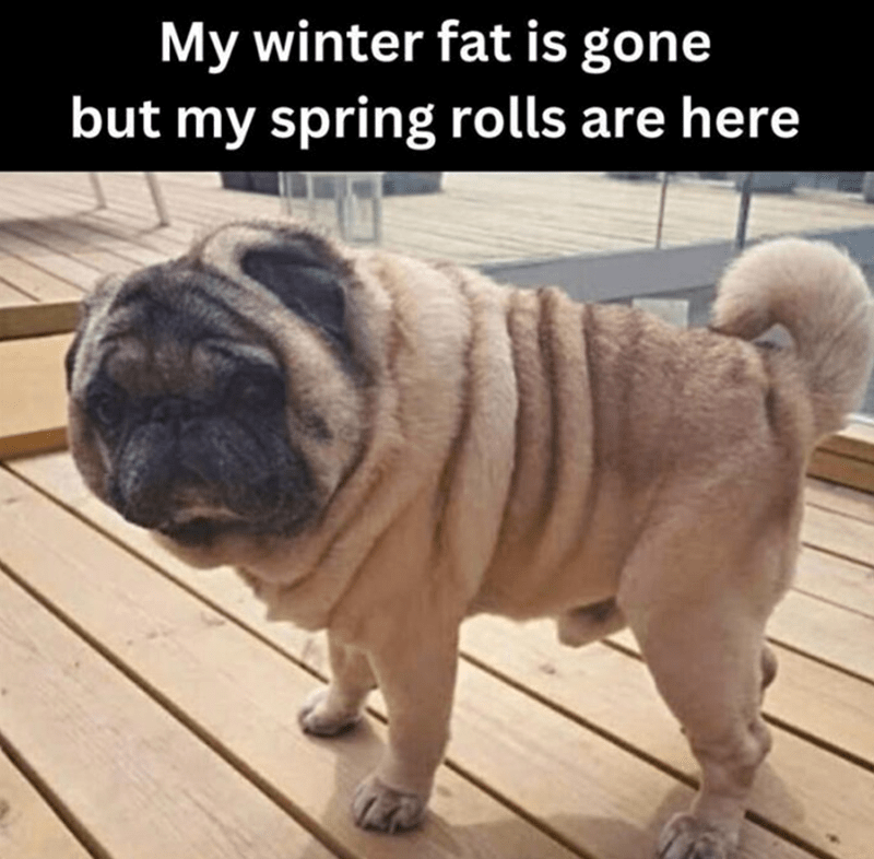 my-winter-fat-is-gone-but-my-spring-rolls-are-here