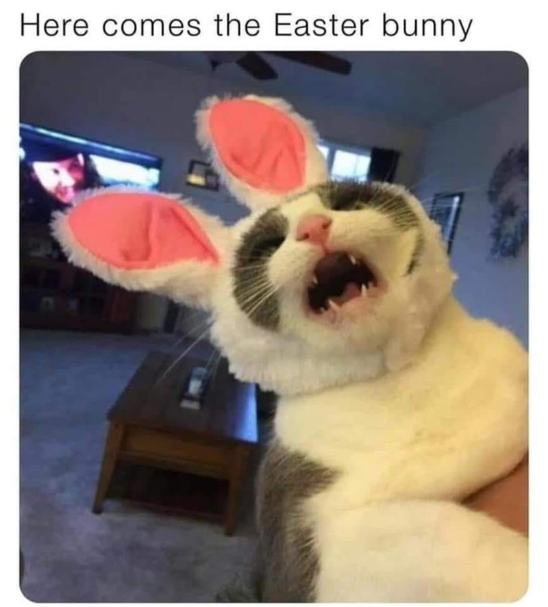 here-comes-easter-bunny