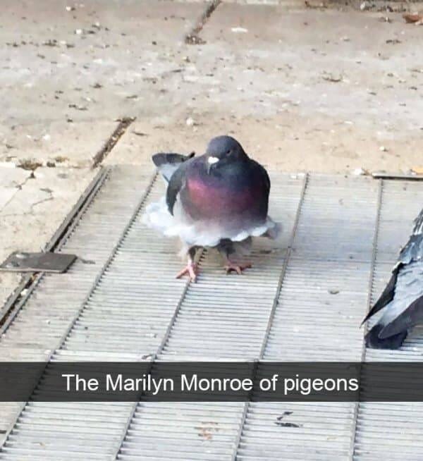 marilyn-monroe-pigeons