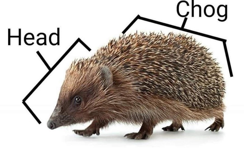 head-chog